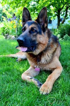 Identyfikator dla psa blaszka różowa kość 3,7 cm Grawer gratis Kość pink L. Blaszka w formie adresówki, identyfikatora dla psa (4).JPG
